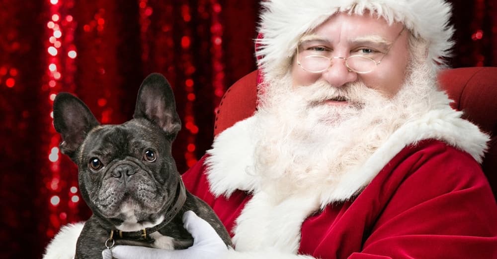 Bring the family, and even pets on select nights, to visit and take photos with Santa at Deerbrook Mall in Humble. (Courtesy Deerbrook Mall)