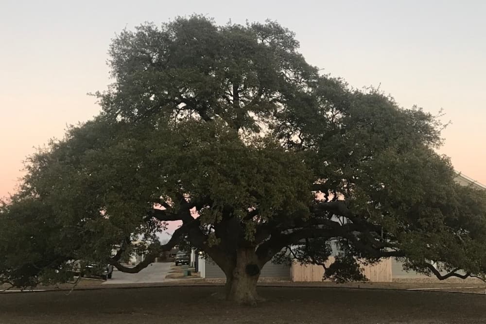 Leander Foundation unveils plaque for oldest identified tree in Leander; more in pipeline