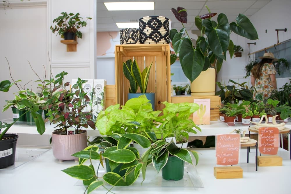 Dote On in Kingwood offers a variety of interior tropical plants and supplies for gardeners of all skill levels. (Wesley Gardner/Community Impact)