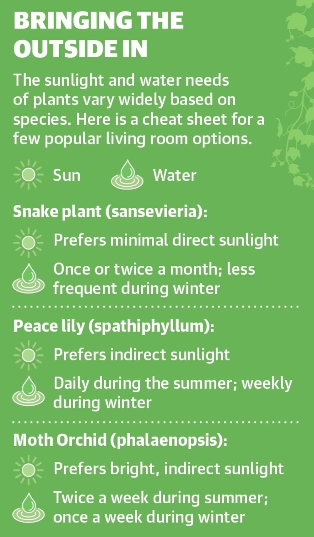The sunlight and water needs of plants vary widely based on species. Here is a cheat sheet for a few popular living room options. (Ronald Winters/Community Impact) 