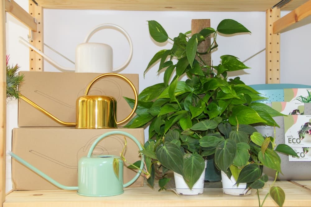 In addition to house plants, Dote On in Kingwood offers a variety of gardening tools and accessories. (Wesley Gardner/Community Impact)