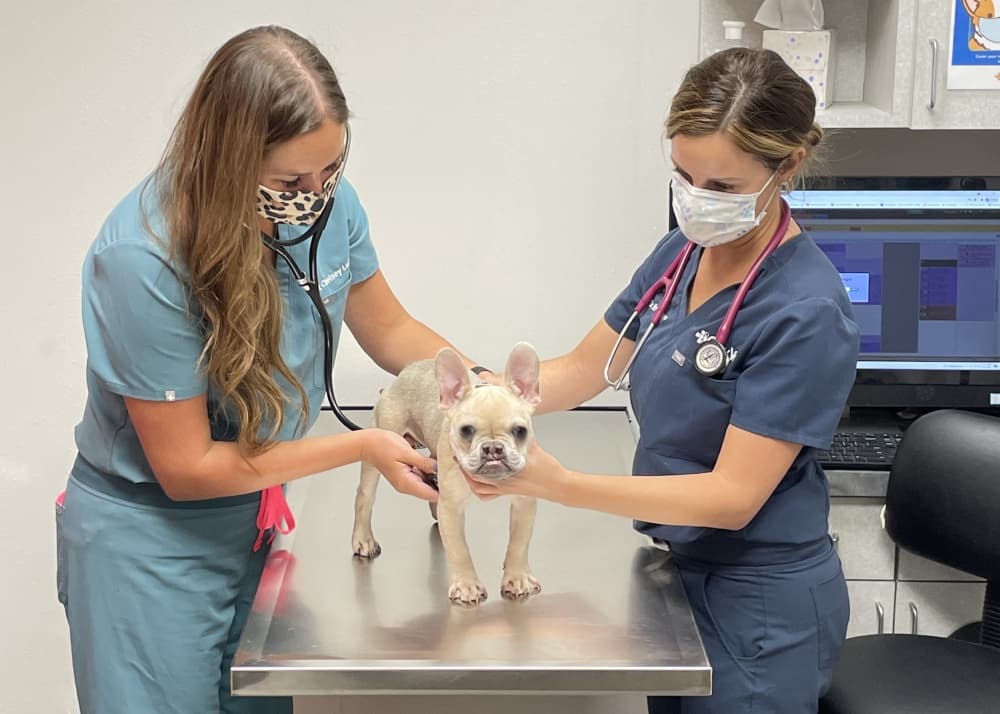 CityVet to open first Houston-area location in Kingwood