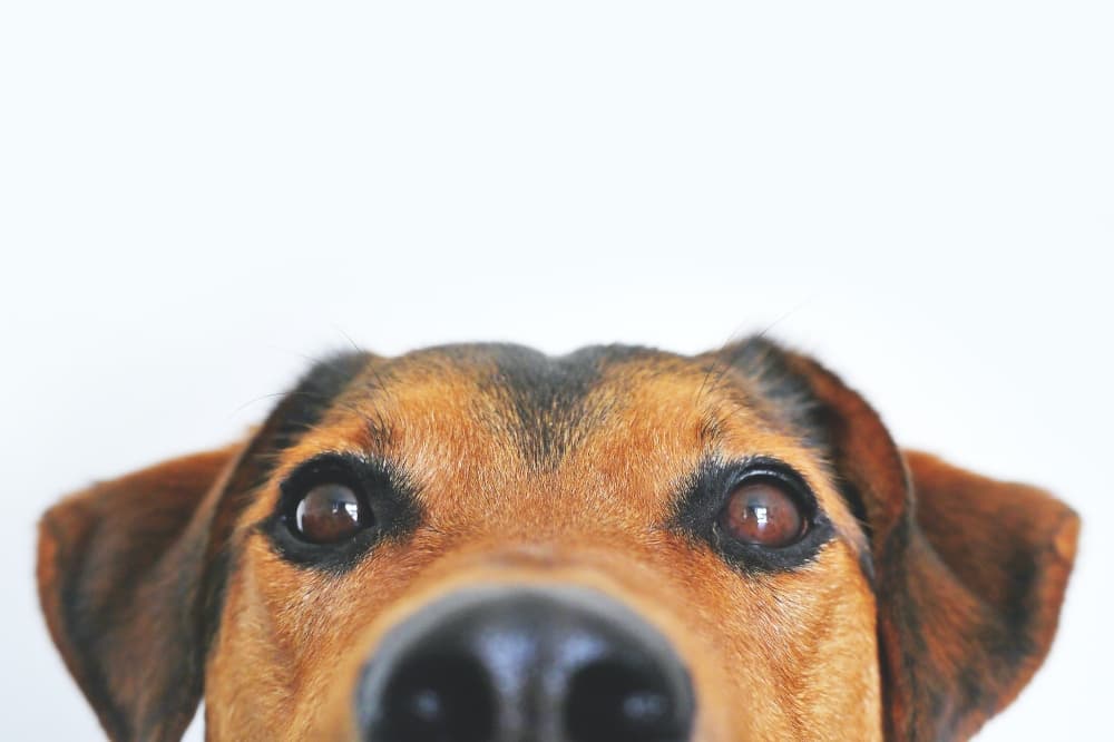 Pet Supplies Plus hosting grand opening in Pearland