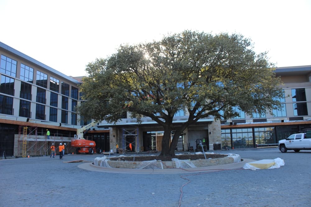 A tree from Headquarters Ranch was preserved and now stands in front of the entrance to the Omni PGA Frisco Resort. (Colby Farr/Community Impact)