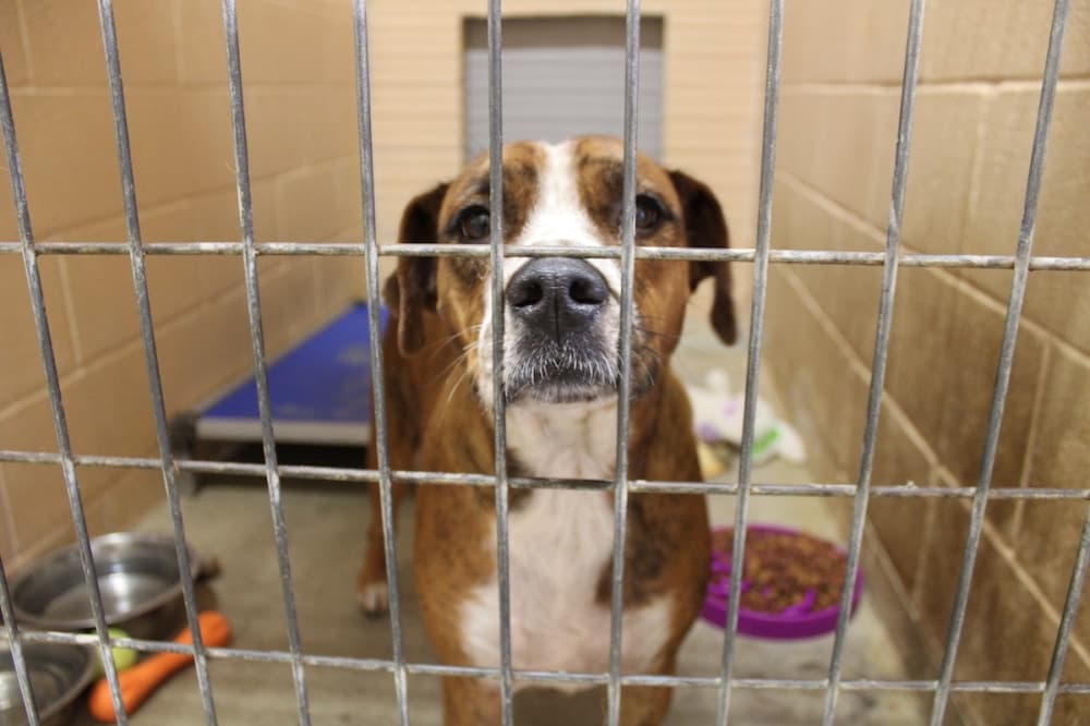 Commercial pet sales regulation added to New Braunfels animal ordinance