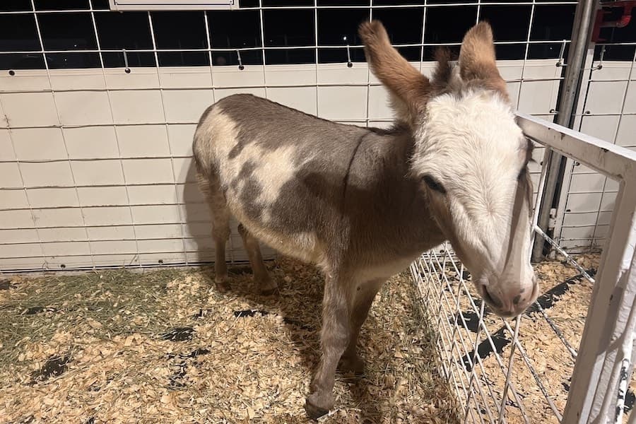 The petting zoo is free to enter, but attendees can pay for food to feed the animals. (Zara Flores/Community Impact)