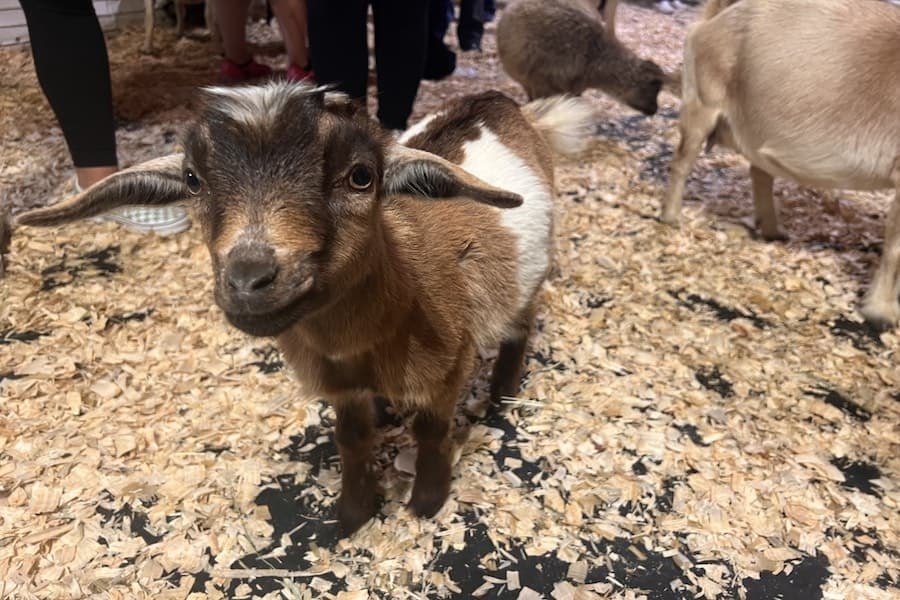 The petting zoo is free to enter, but attendees can pay for food to feed the animals. (Zara Flores/Community Impact)