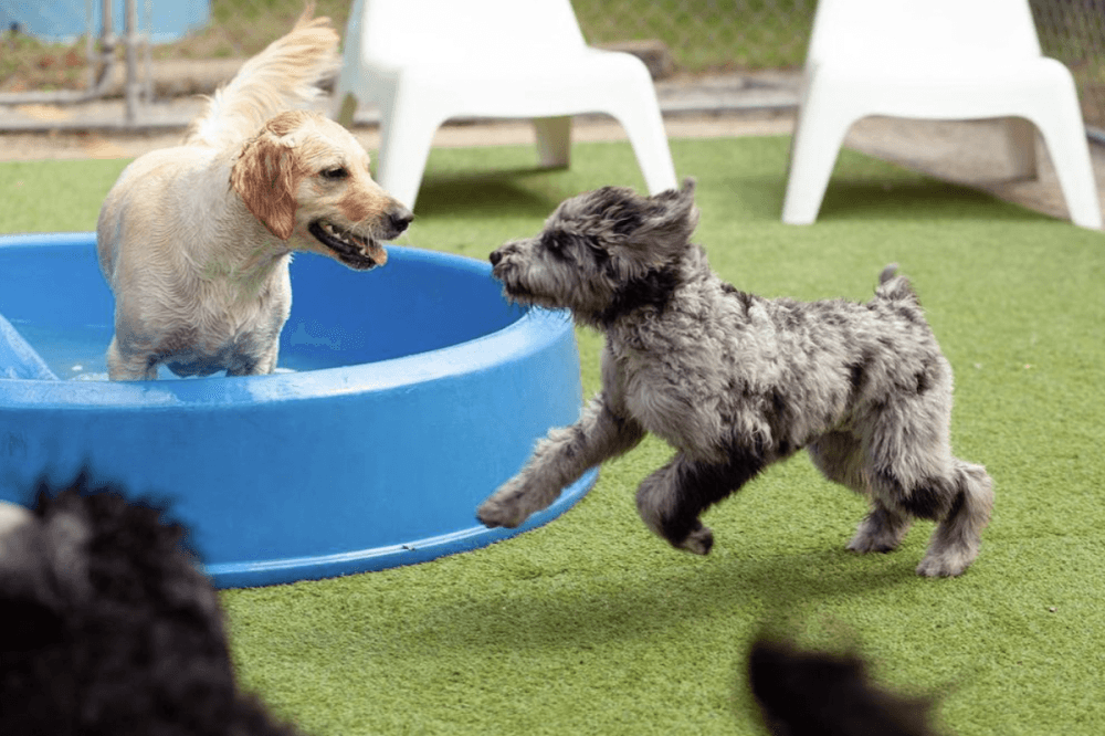 Southpaws Playschool, locally owned dog day care, celebrates 2 decades in Austin