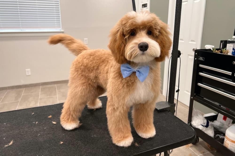 Zen Pup Grooming brings local grooming option to Willis