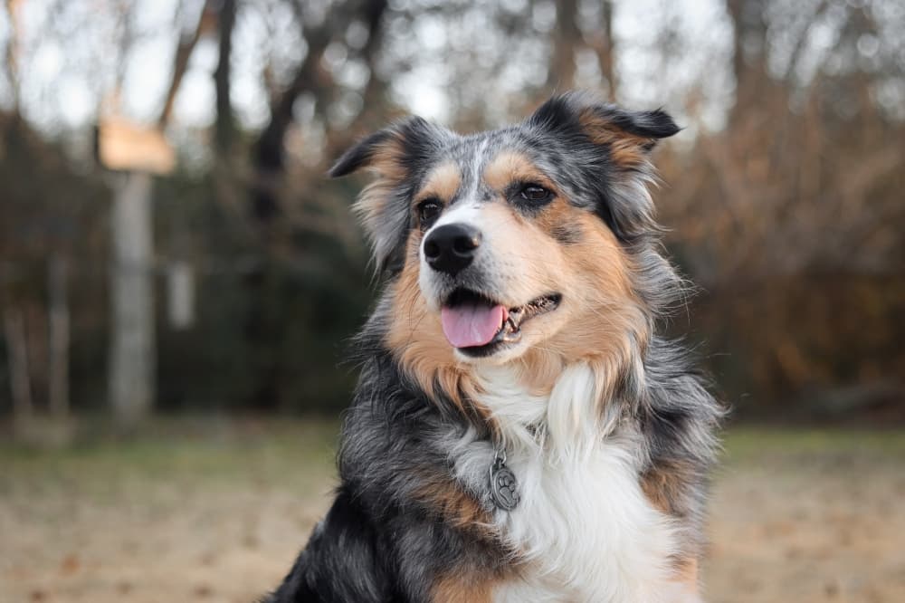 Alamo Pet Spa offering grooming services to Georgetown community