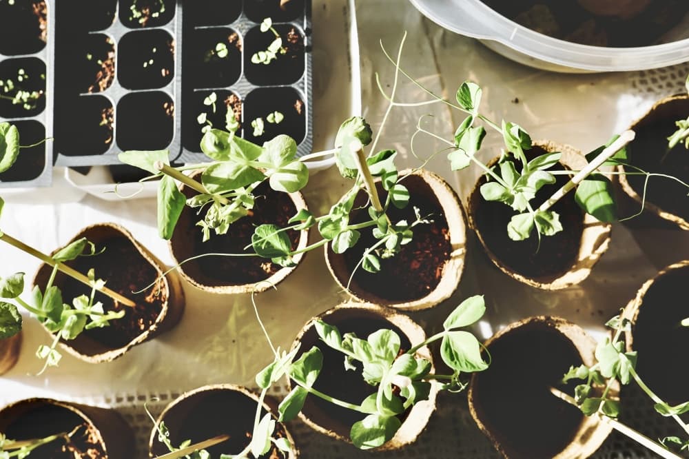 Leander Garden Club marks 65 years of supporting community