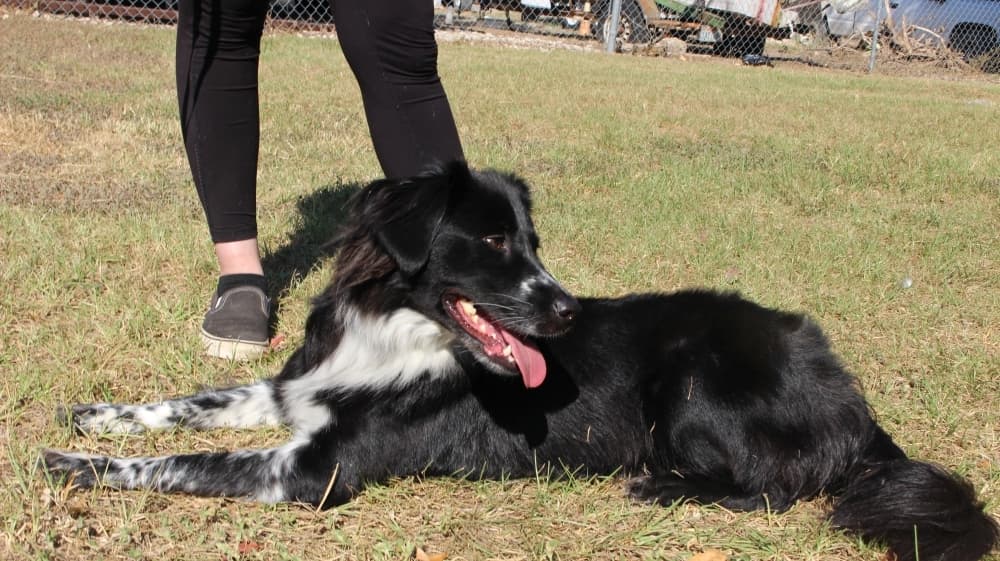 Montgomery resident provides service dog training at Koba’s Four Paws Institute