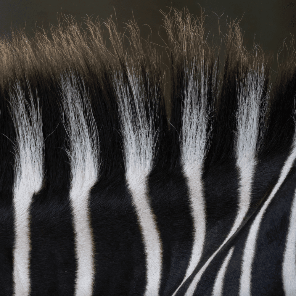 "Prison Stripes" by Teresa Otto won first place in the Wildlife category. (Courtesy The Woodlands Photography Club)