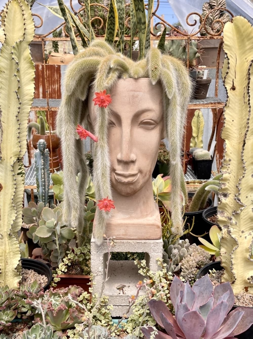 monkey tail cacti at og agave in austin texas