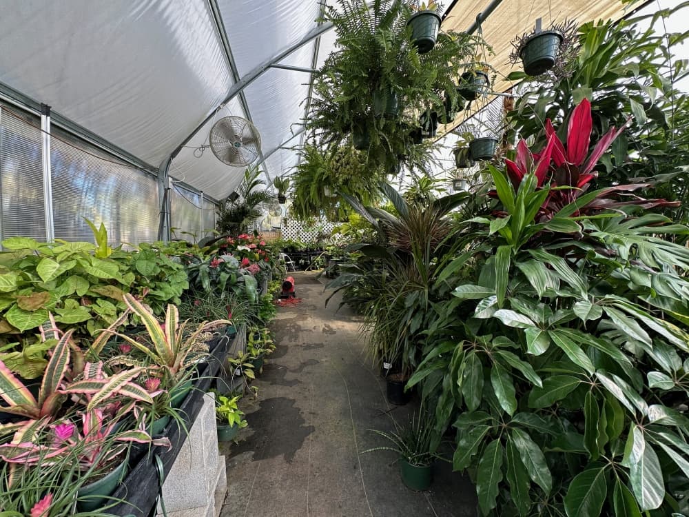 Price and Howell opened their business during Covid-19 pandemic when there was a greater demand for house plants, Price said. (Sumaiya Malik/Community Impact)
