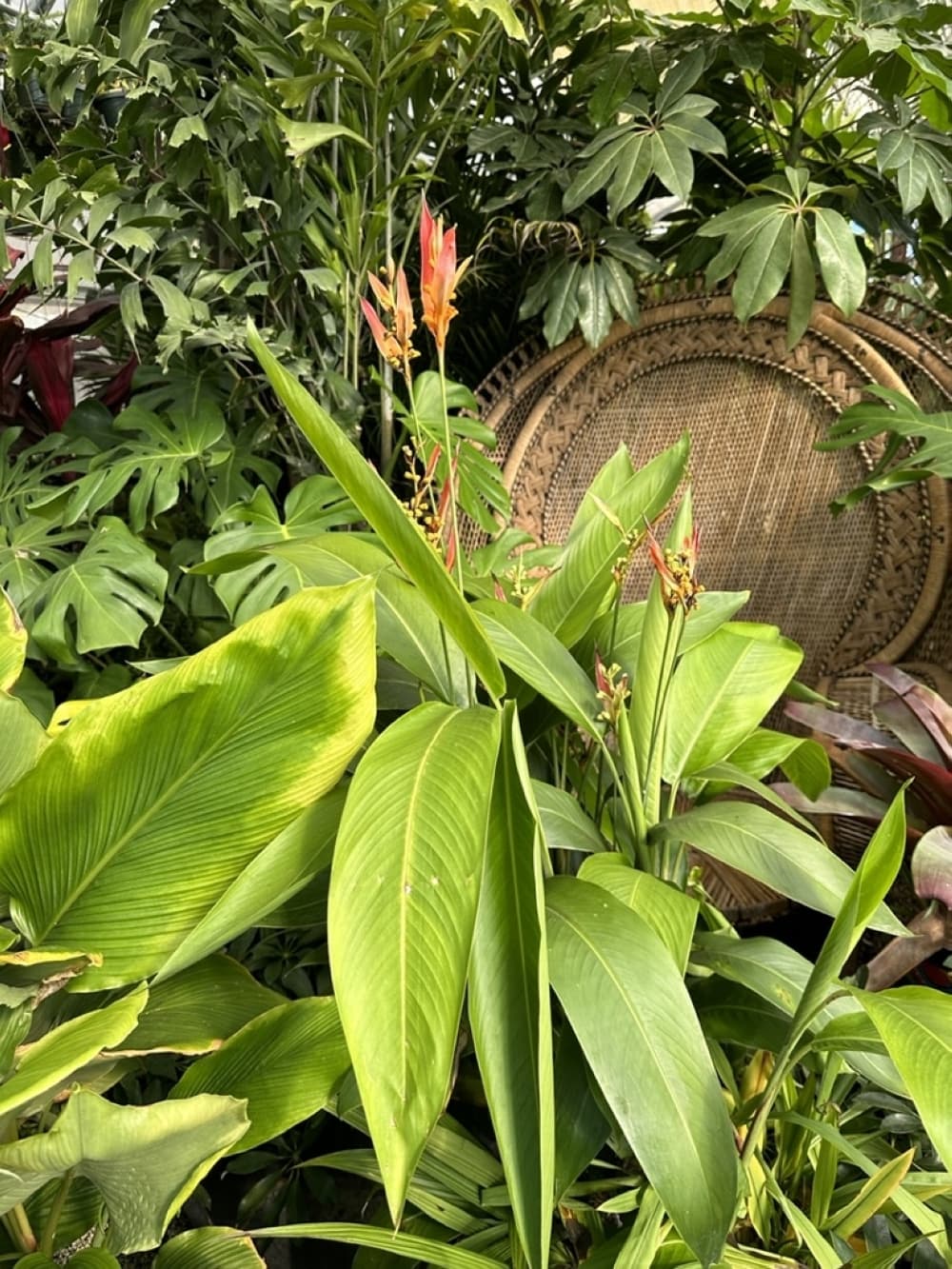 The business sells a variety of indoor and outdoor plants. (Sumaiya Malik/Community Impact)