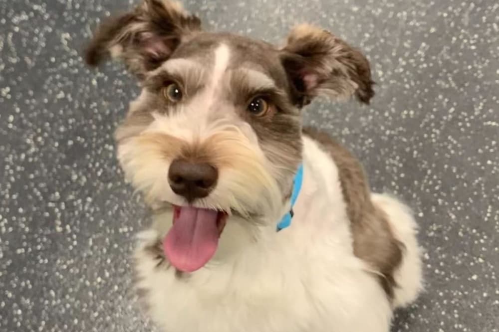 Dogtopia opens second San Antonio location in Stone Oak