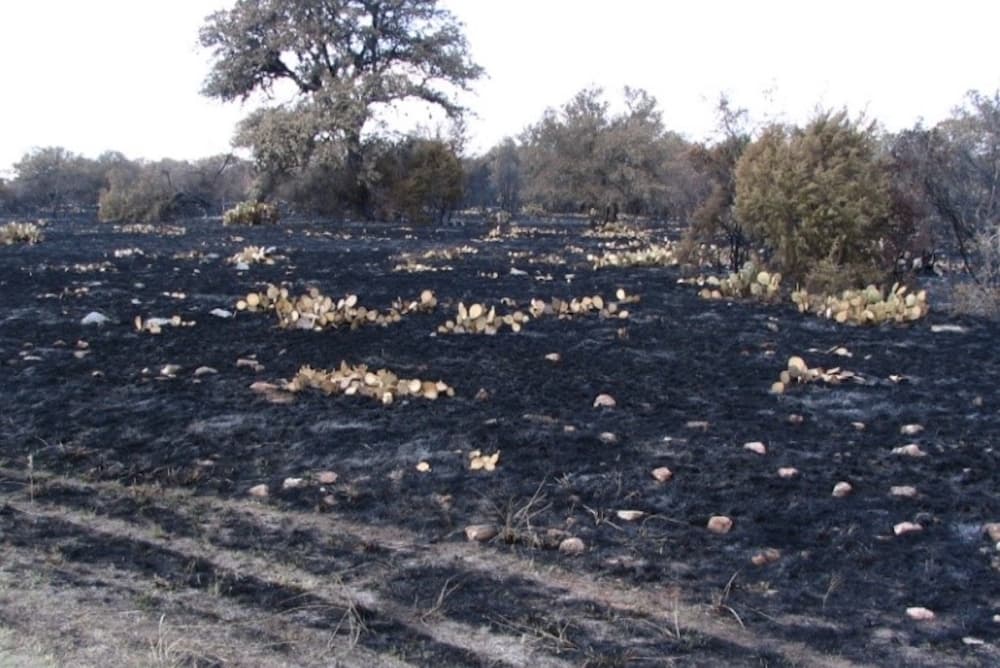 scorched land after a burn