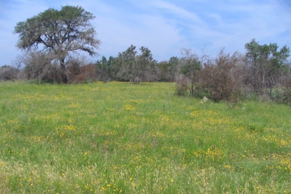 green pasture shows an example of healthy, native grasses