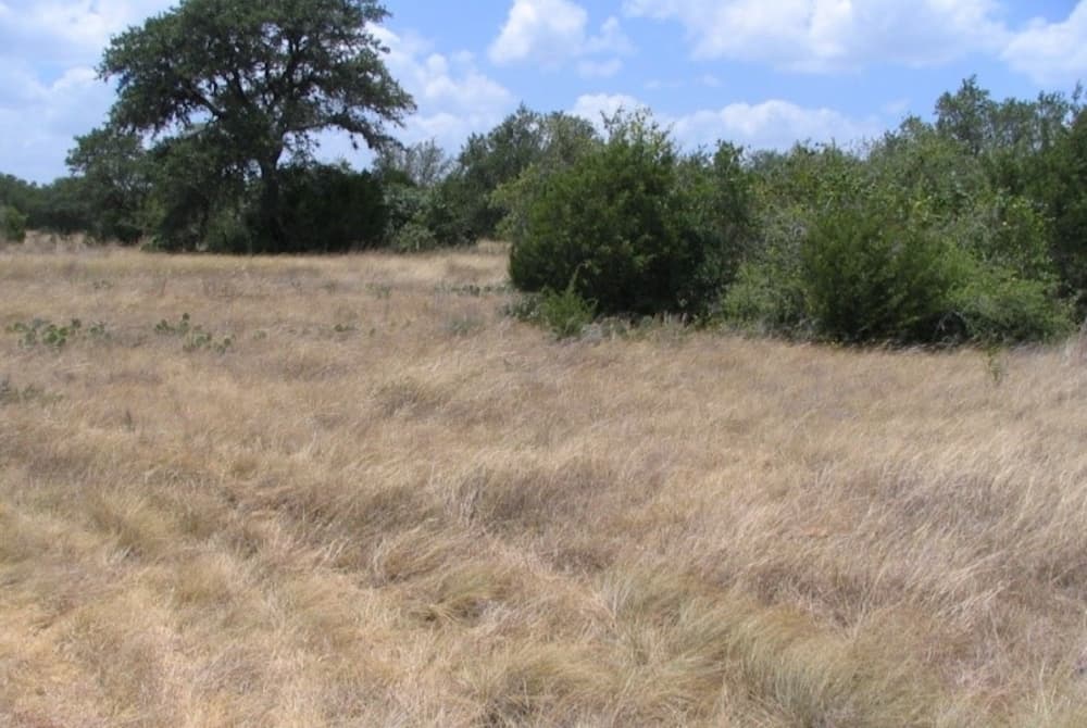a patch of land that is mostly invasive grasses