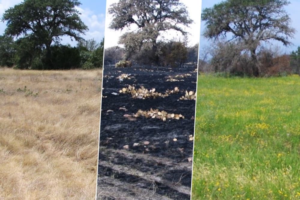 From fire to flowers: Austin Water planning controlled burns to restore land, prevent wildfires