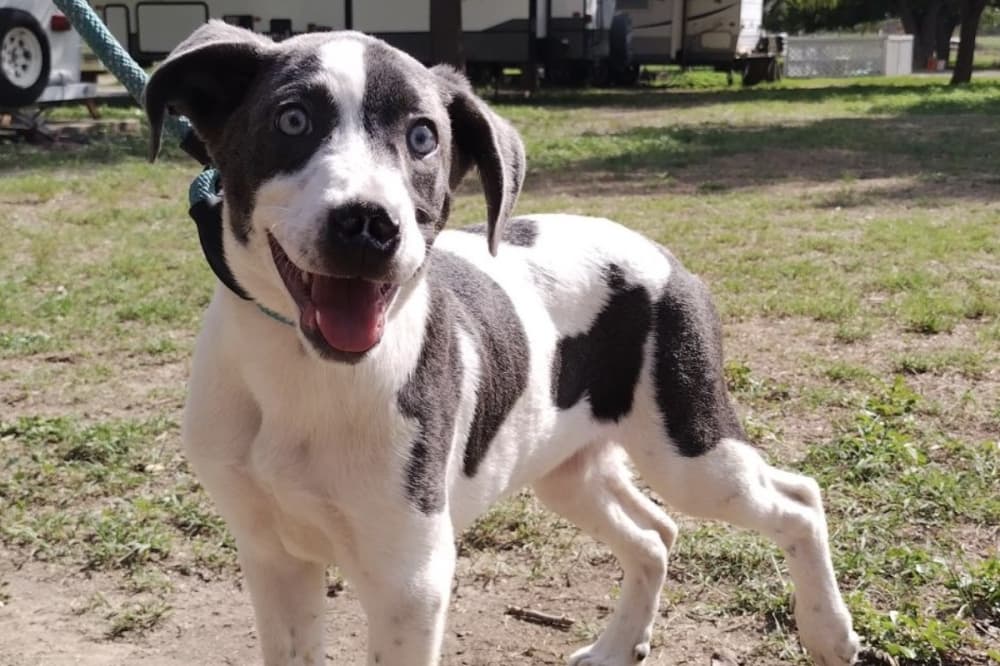 San Antonio-area animal shelters need more pet fosters during holidays