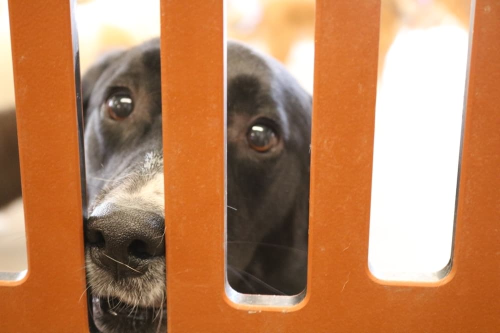 Best of 2022: Camp Bow Wow, Not Your Mama’s Quilt Store and more business features from Plano
