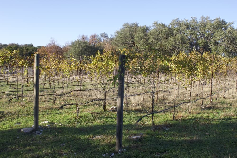 A guide to navigating Texas Hill Country wines: How to pick a bottle, native grapes and local wineries