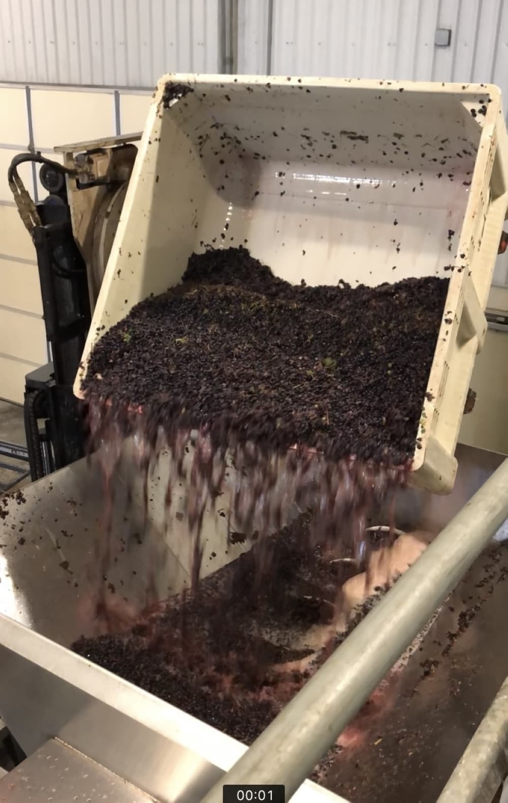 Dolcetto grapes during harvest at Duchman Family Winery. (Courtesy of Kate Gittings)