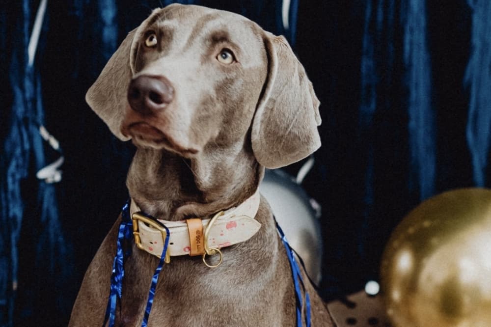San Antonio Animal Care Services urges pet care around New Year’s celebration