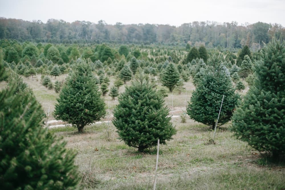 Live Oak and Selma offer residents Christmas tree disposal services