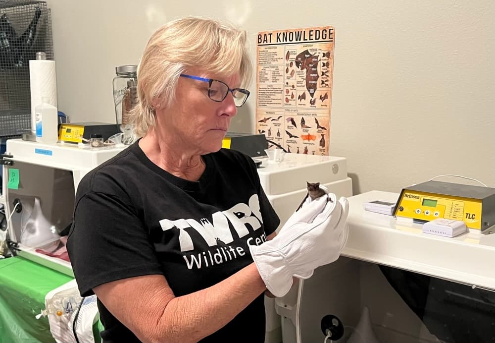 Houston Humane Society releases bats to Waugh Drive bridge following winter freeze rescue effort