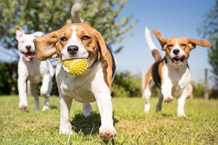 Envision More Veterinary Ophthalmology now open in Cypress