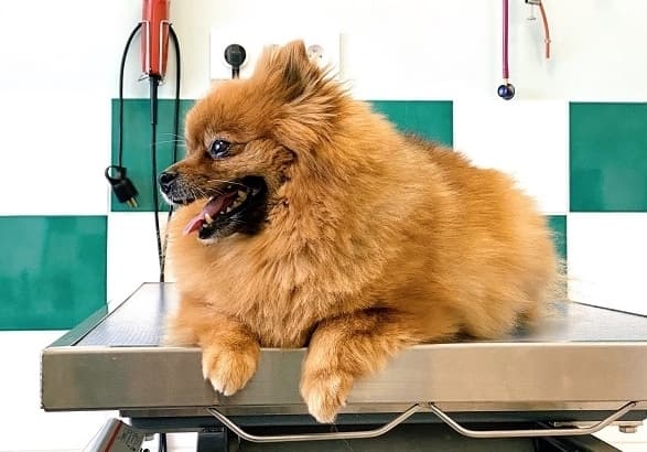 Woof Animal Hospital offering veterinarian services in Georgetown