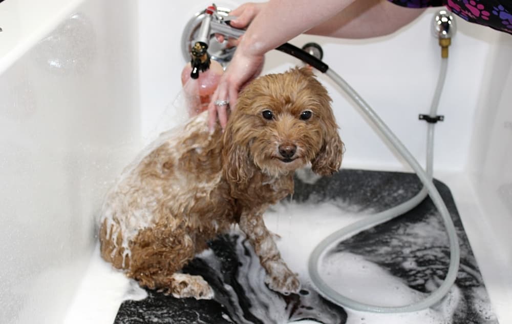 It’s a Paw Thang offers dog grooming services in Northlake