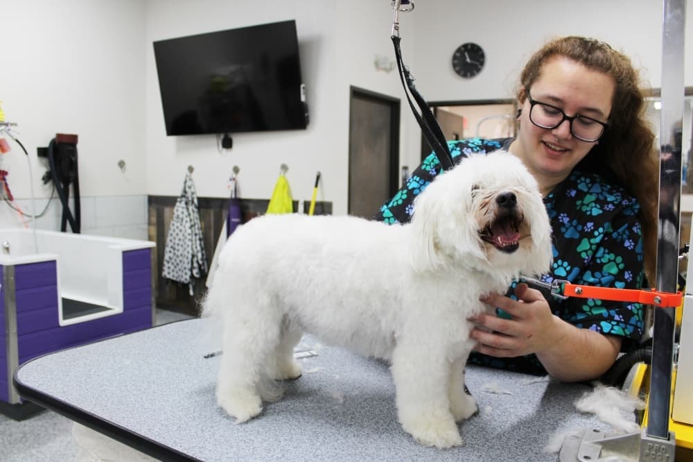 Groomer Jade Smith gives Walter, a Maltese mix, a haircut. (Photo by Karen Chaney)