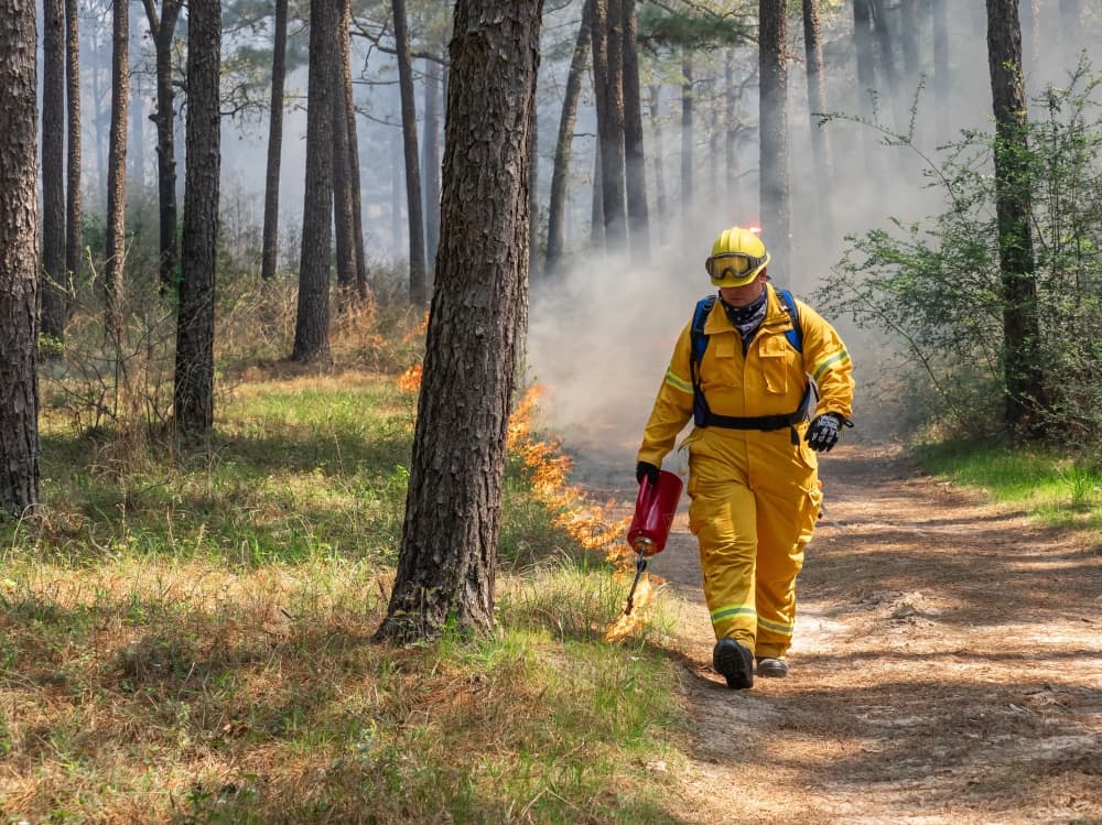 Texas A&M announces prescribed burn at W.G. Jones State Forest