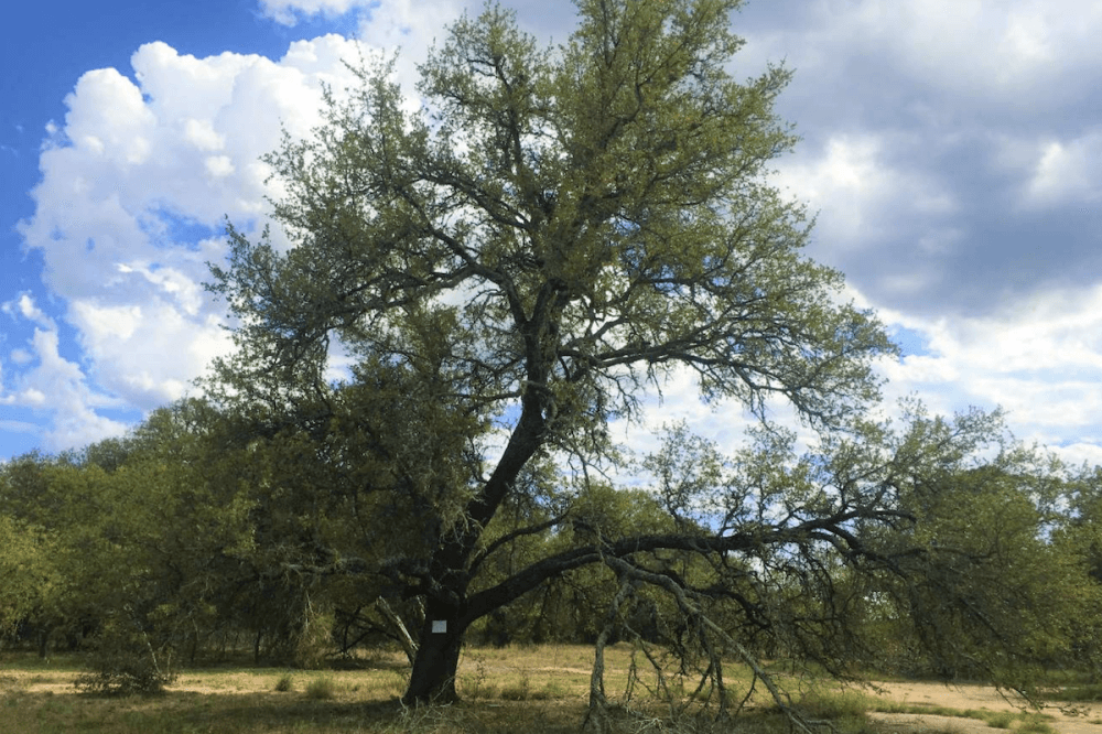 Leander City Council grants the removal of four heritage trees at future substation site