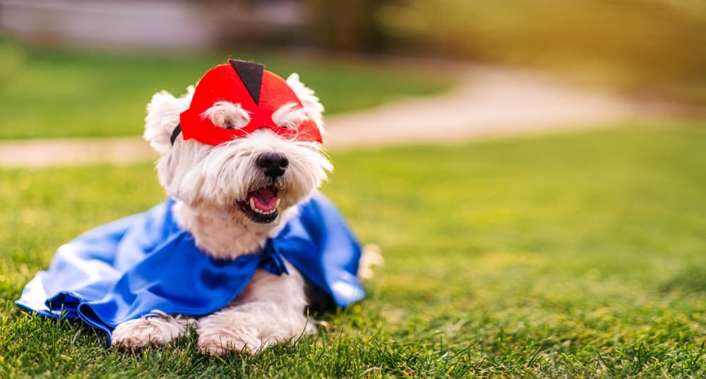 Art shows, puppy parades and more things to do in McKinney this month