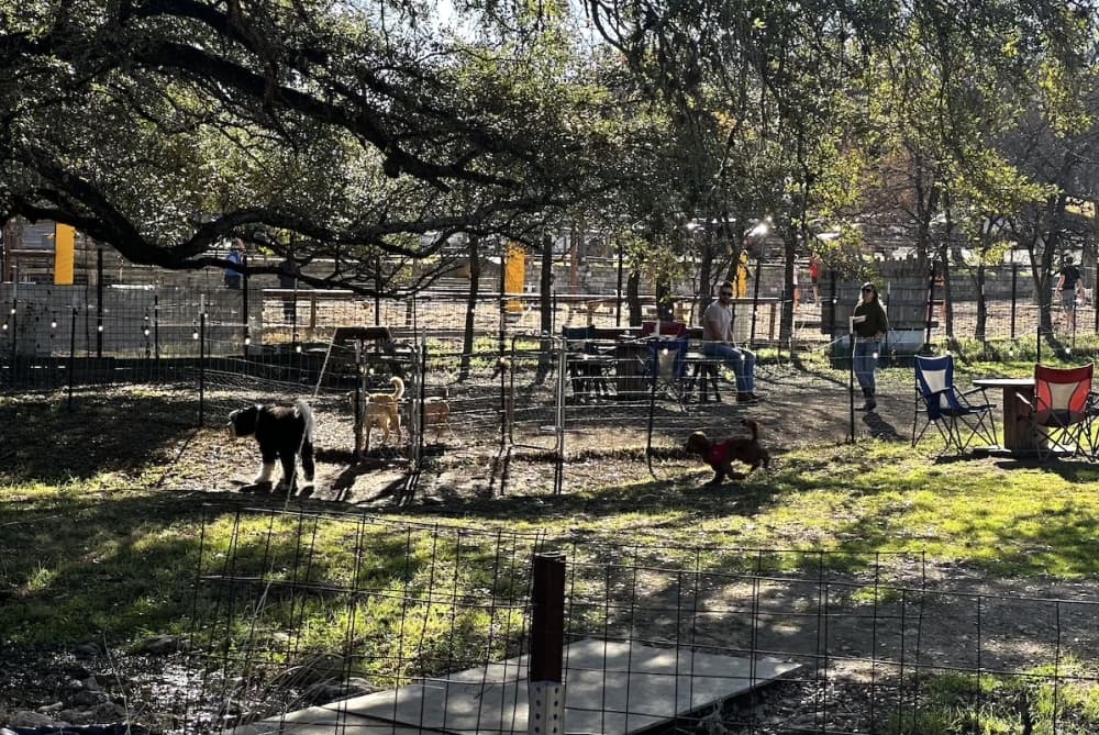 Dogs playing in dog park.