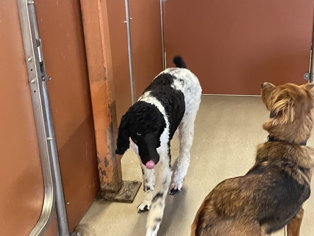 two dogs in a play area