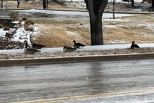 More closures, cancellations reported in Flower Mound