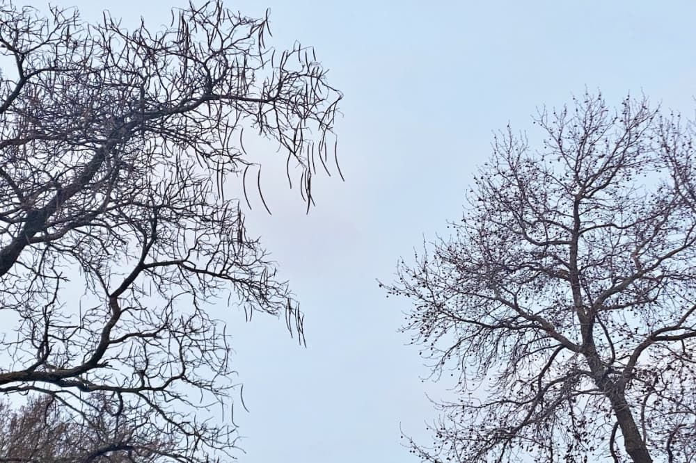 Richardson ISD schools to close Feb. 2 due to winter weather