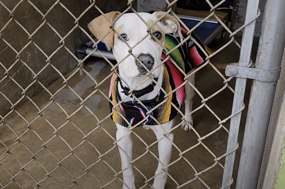 Austin Pets Alive! asks community to foster dogs and cats amid power outage