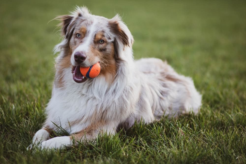 Family-owned We Heart Dogs-Magnolia to bring grooming, boarding