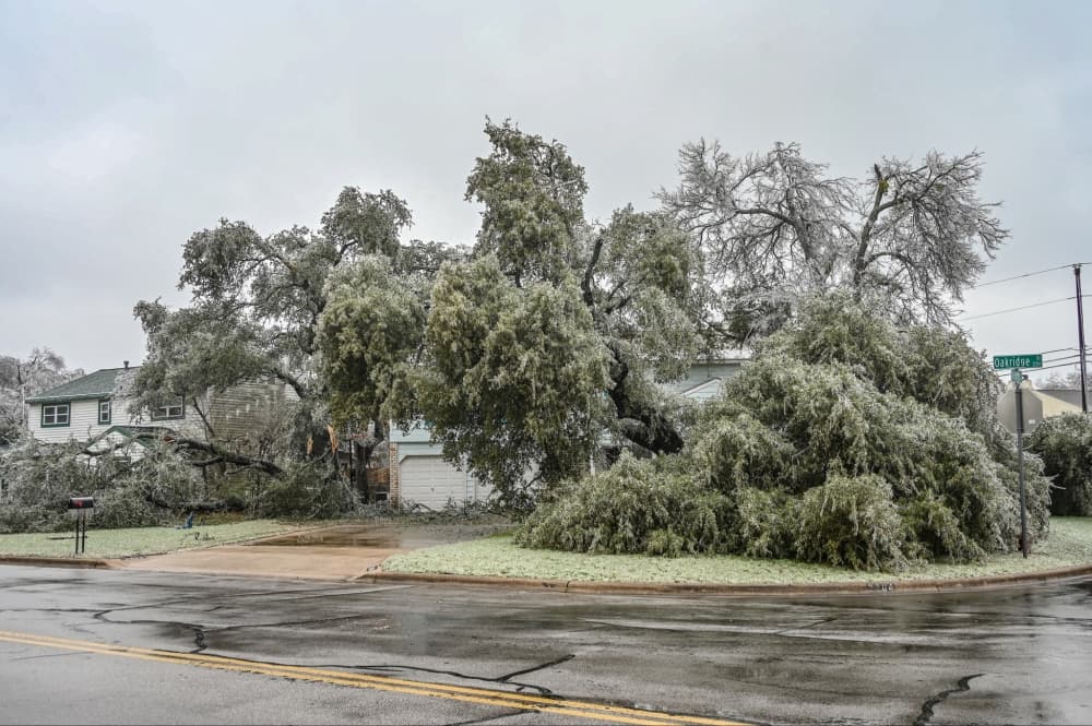 Resources for downed trees, power lines available in Round Rock, Pflugerville, Hutto