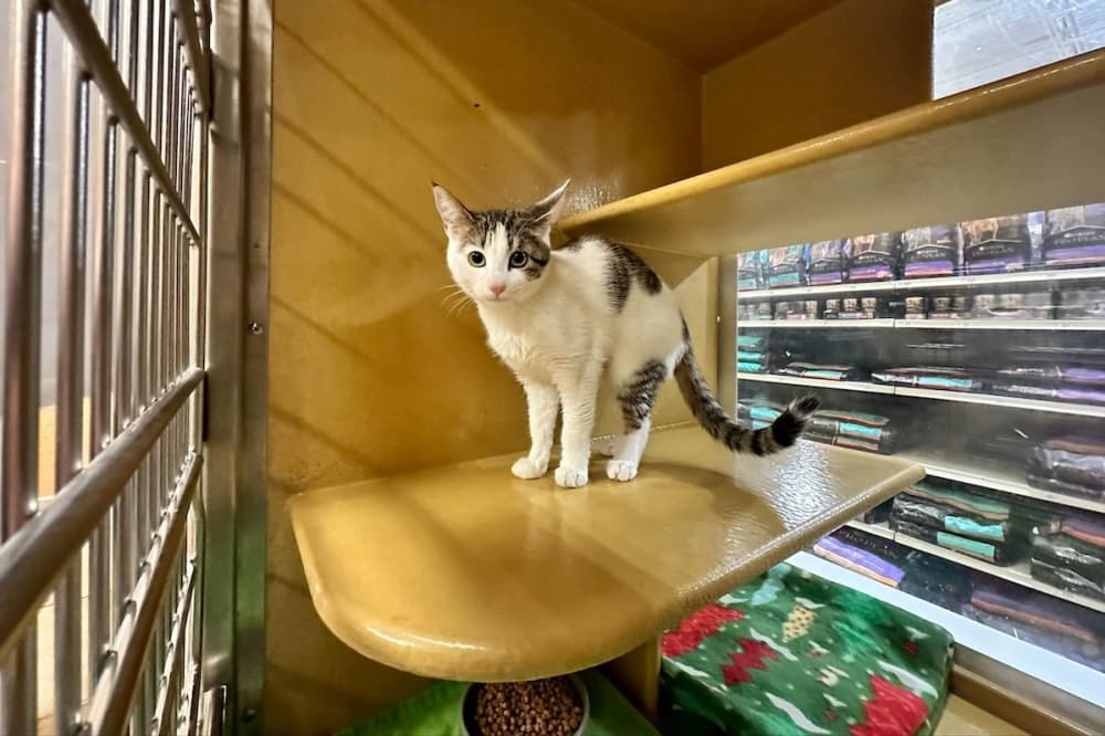 PetSmart partnering with Operation Kindness on adoption center near Richardson