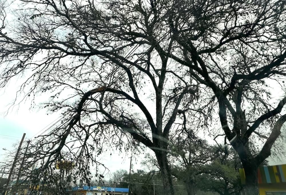 Austin officials warn strong winds Feb. 7-8 could cause more power line issues