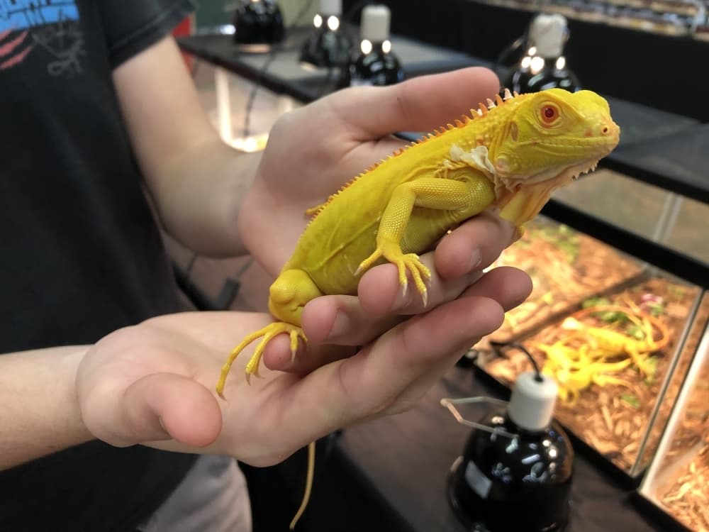 A yellow lizard sitting in a person's hand.