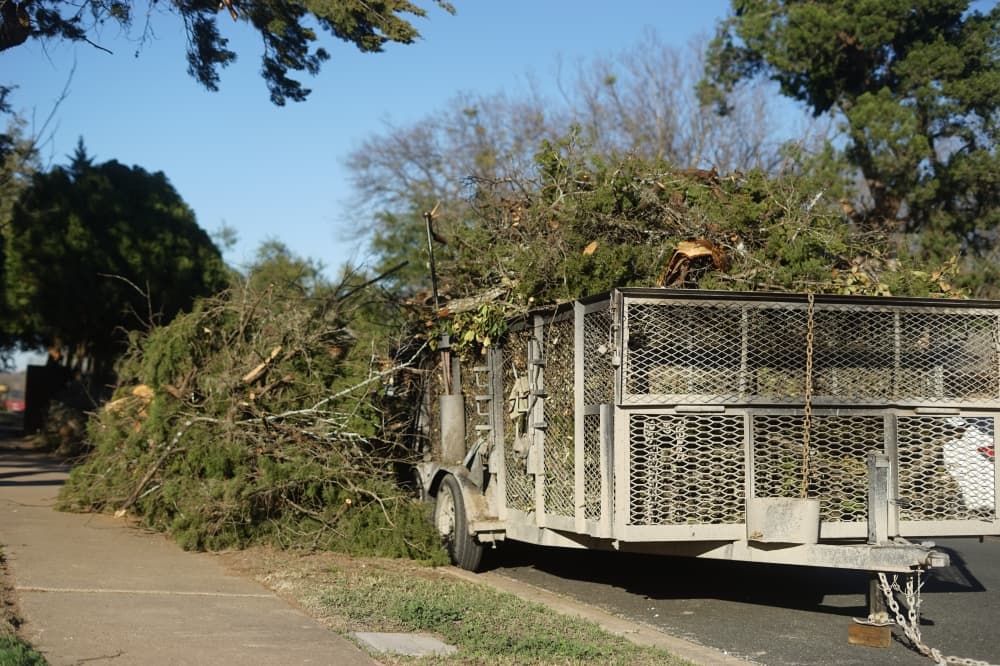 Here's what Travis County residents can do with downed tree limbs